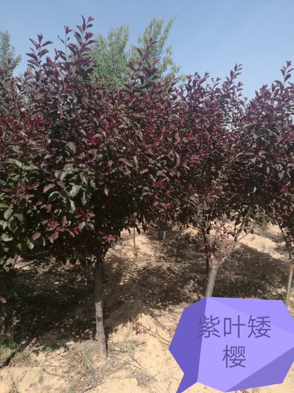 内蒙古苗木—紫叶矮樱